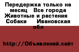 Передержка только на месяц - Все города Животные и растения » Собаки   . Ивановская обл.